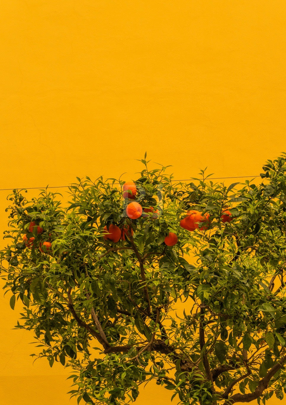 Italian Lemon and Orange Trees. Sorrento,  Photography Print Unframed