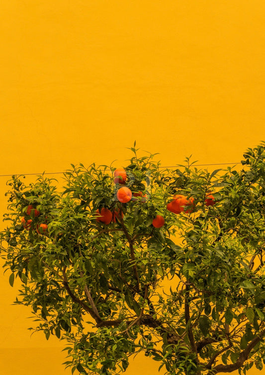 Italian Lemon and Orange Trees. Sorrento,  Photography Print Unframed