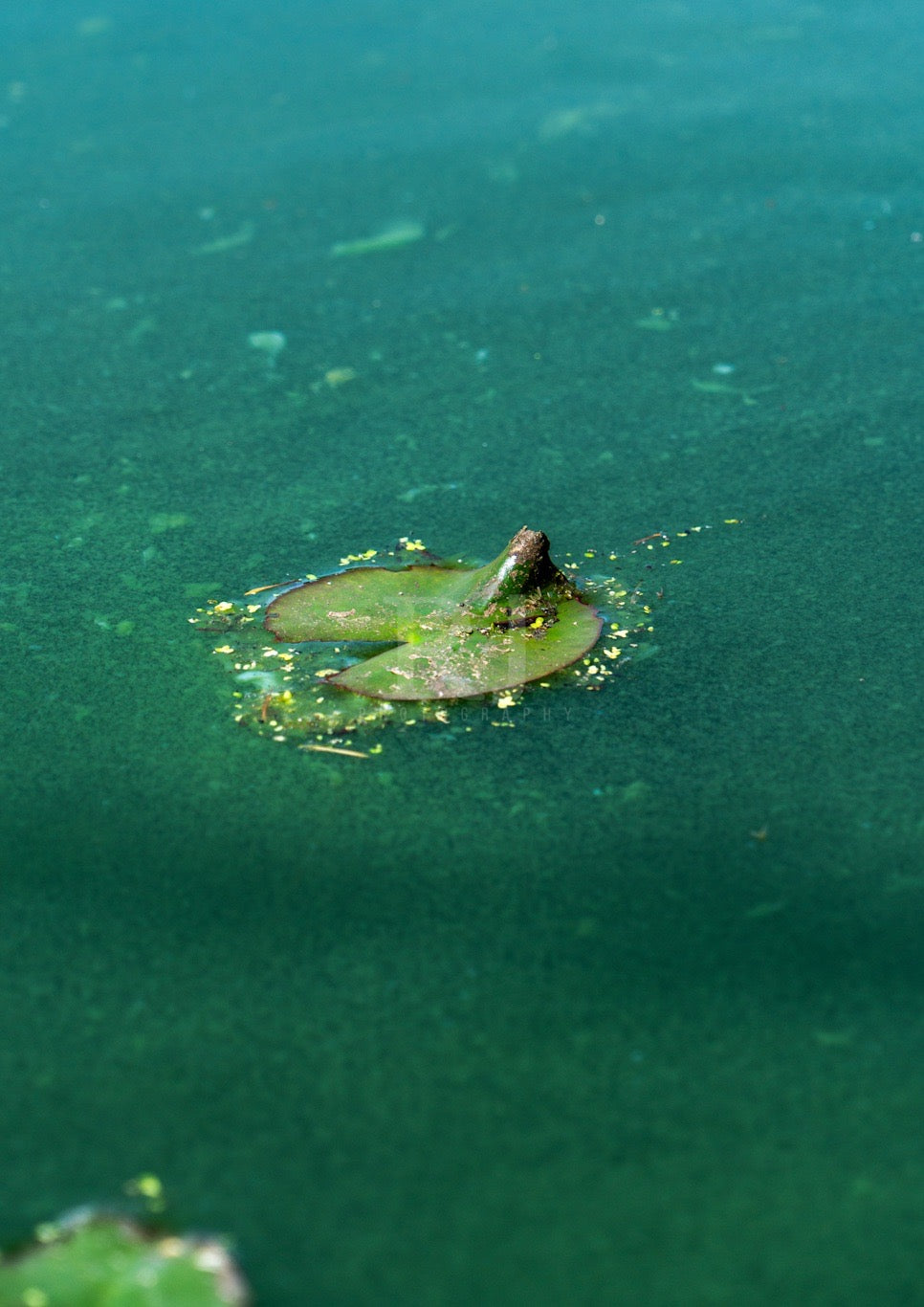 BUNDLE: 2 Lilypad Prints, Nature, Wildlife, Pond Water, Unframed Photography Print