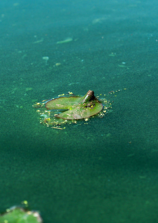 BUNDLE: 2 Lilypad Prints, Nature, Wildlife, Pond Water, Unframed Photography Print