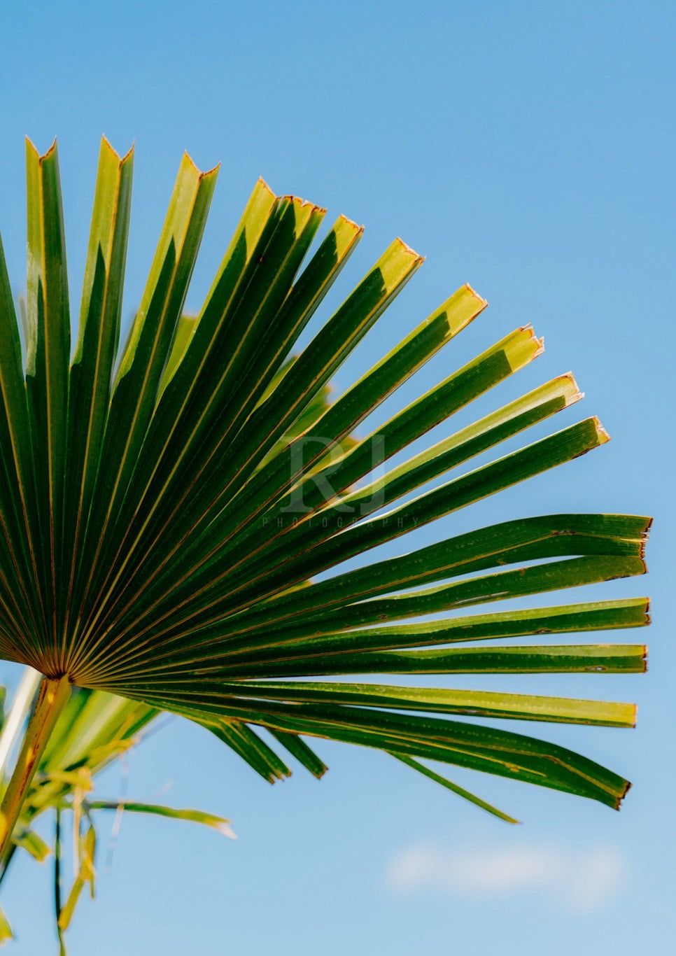 BUNDLE: X2 Palm Trees in Paris, France, Travel, Unframed Photography Print