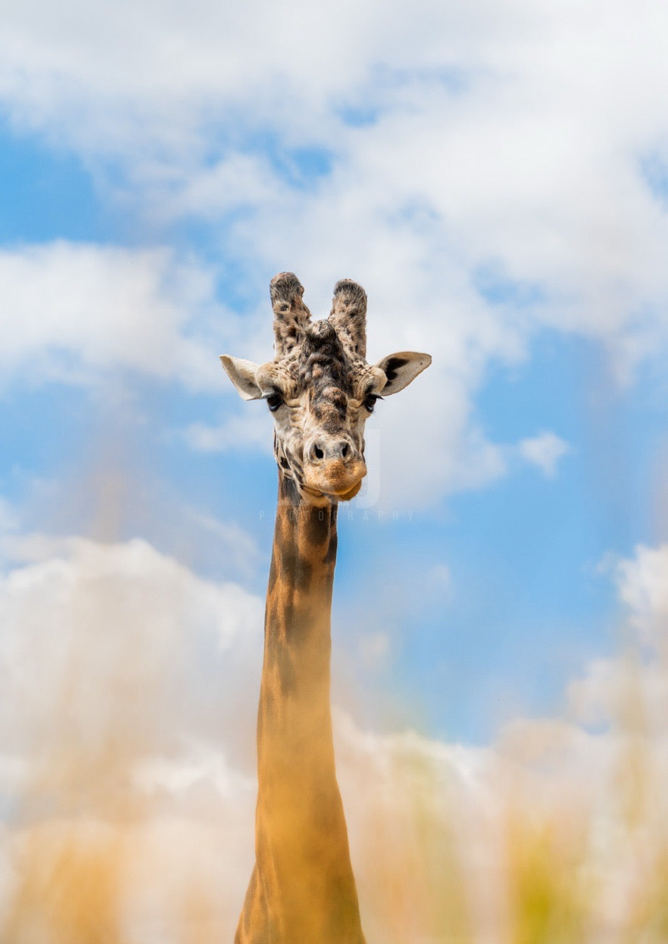 EXCLUSIVE BUNDLE X4 Giraffe Wildlife Print, Nature, Photography, Safari Photographic Print