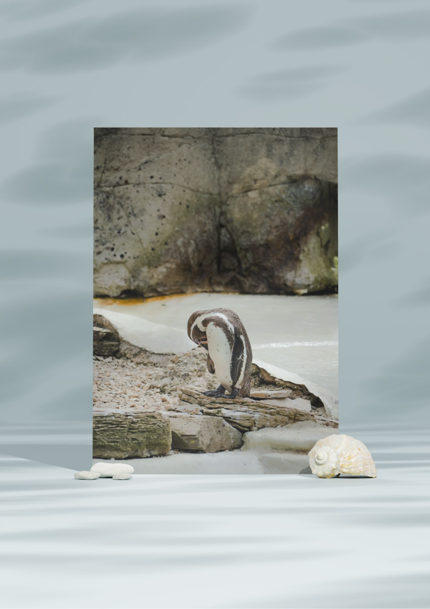 Penguin Wildlife Print, Nature, Photography, Photographic Print