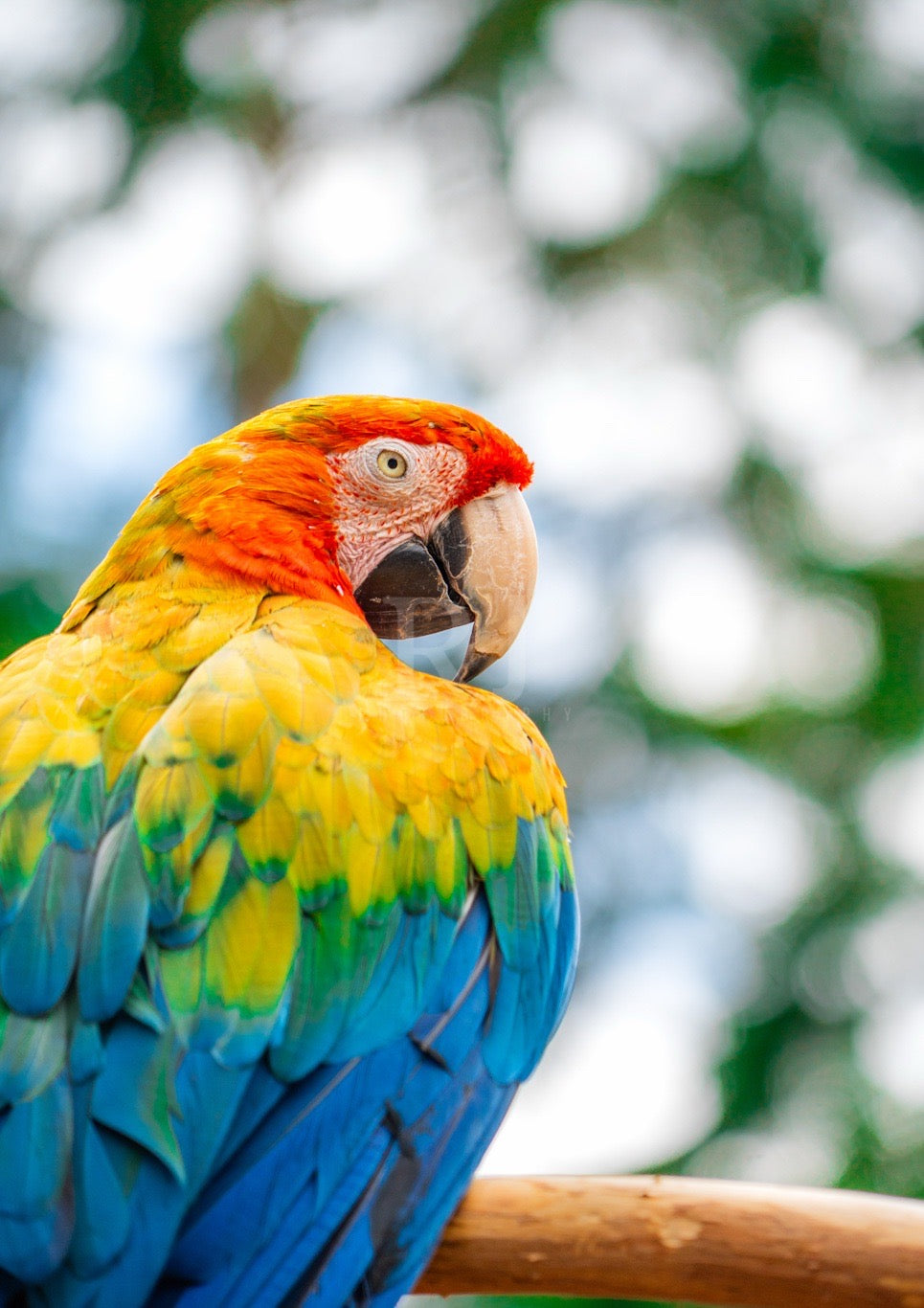 BUNDLE X4 Parrot Wildlife Print, Nature, Photography, Colourful Photographic Print