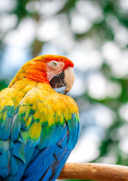 Parrot Wildlife Print, Nature, Photography, Colourful Photographic Print