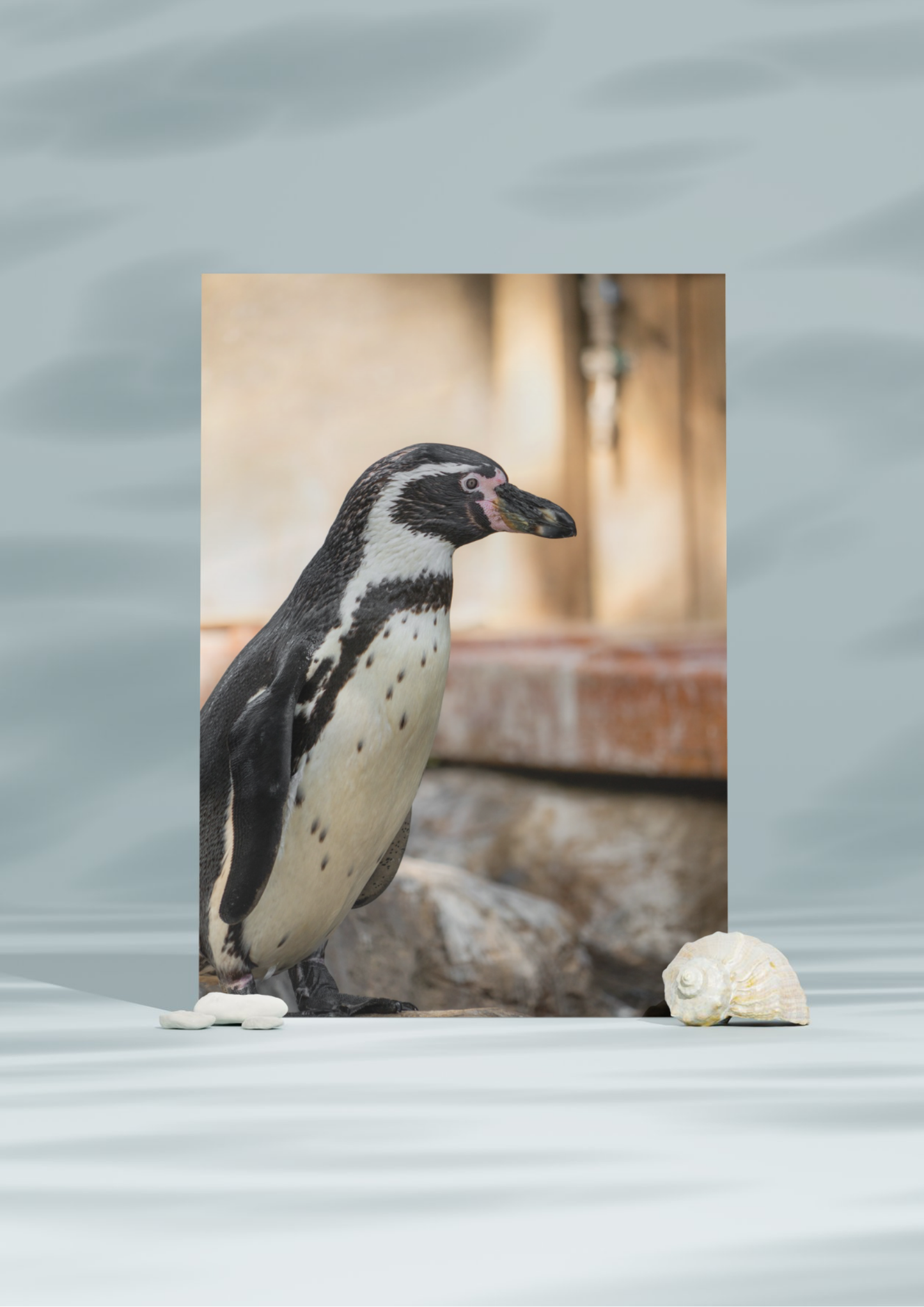 Penguin Wildlife Print, Nature, Photography, Photographic Print