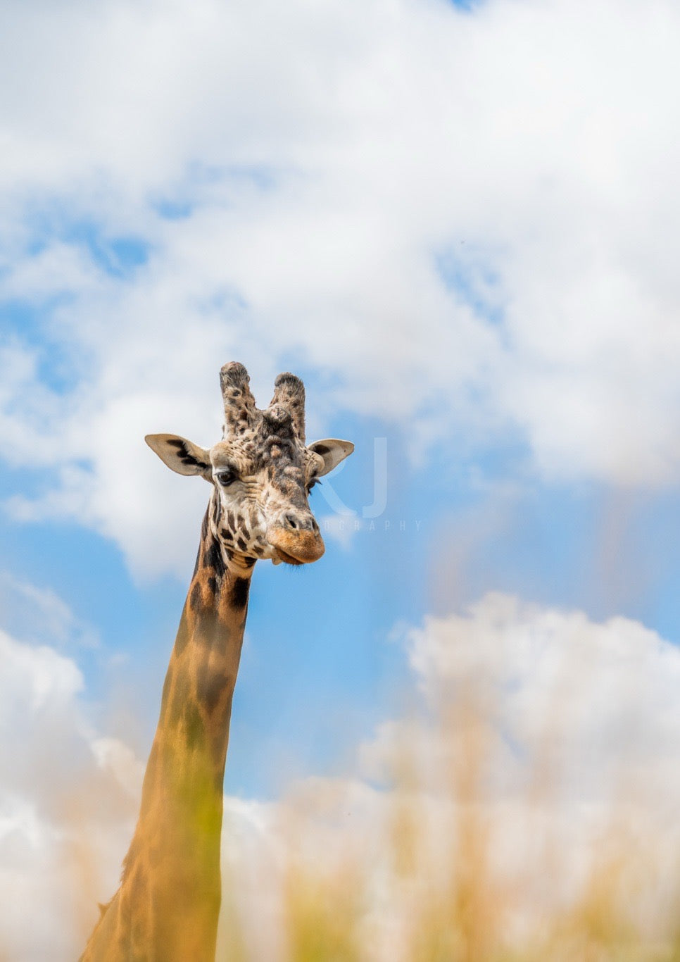 EXCLUSIVE BUNDLE X4 Giraffe Wildlife Print, Nature, Photography, Safari Photographic Print
