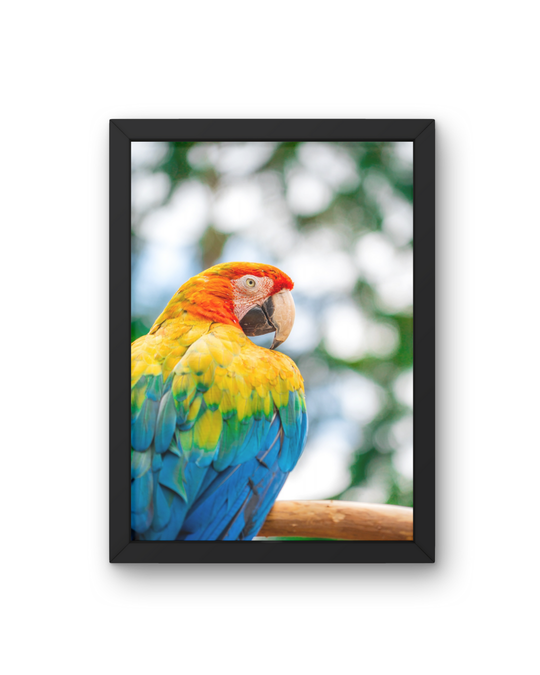 Parrot Wildlife Print, Nature, Photography, Colourful Photographic Print
