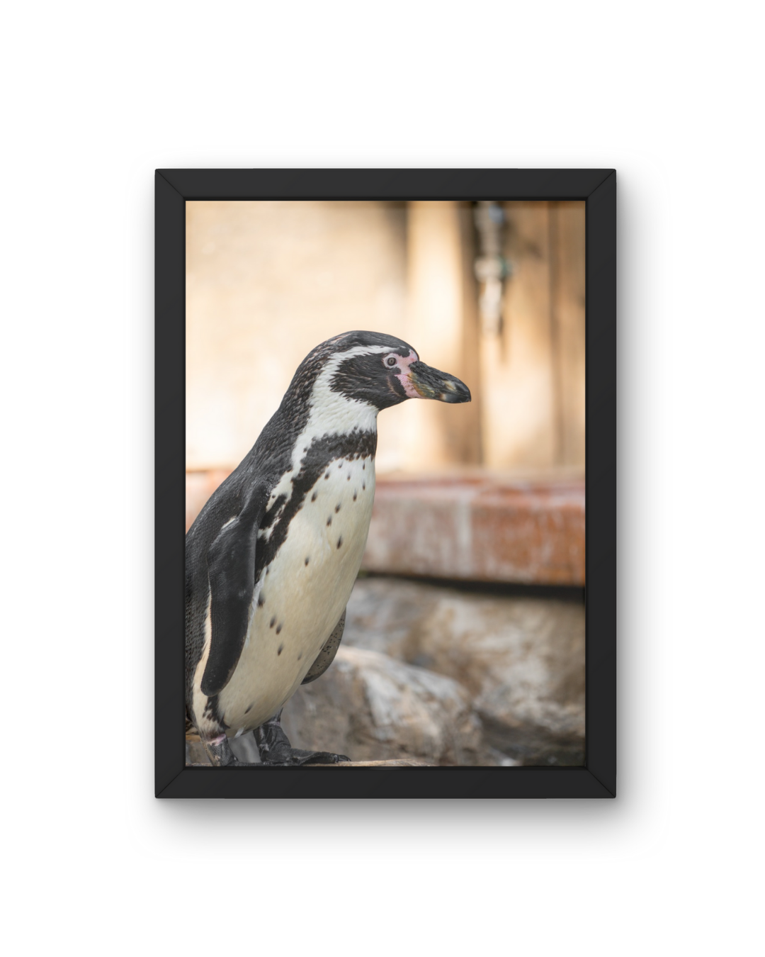 Penguin Wildlife Print, Nature, Photography, Photographic Print