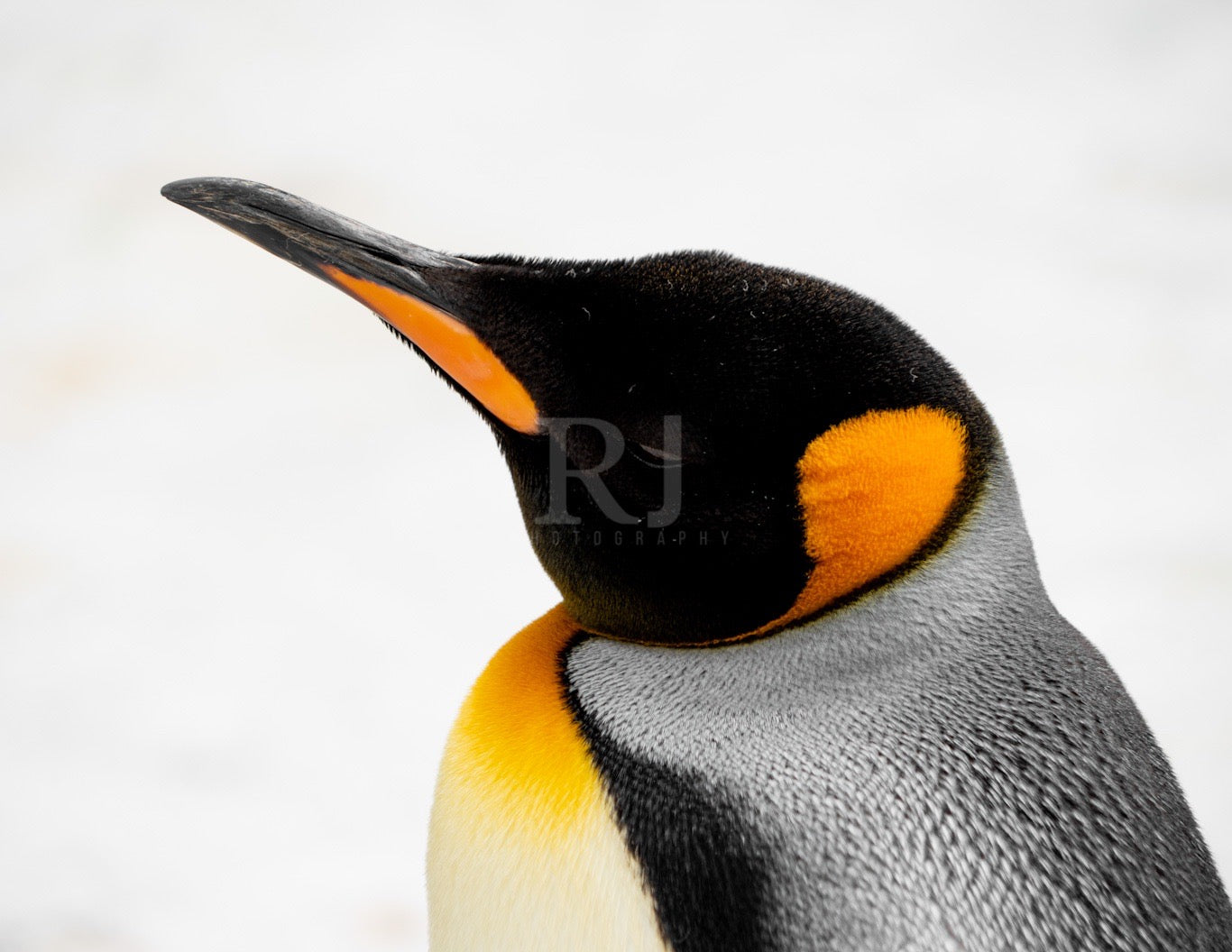 Landscape Penguin Wildlife Print, Nature, Photography, Photographic Print