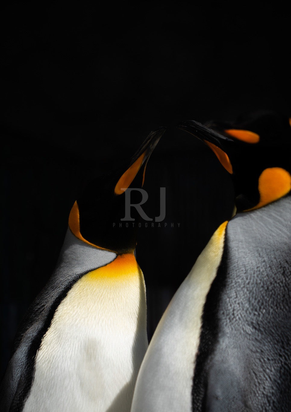 Penguin Wildlife Print, Nature, Photography, Photographic Print