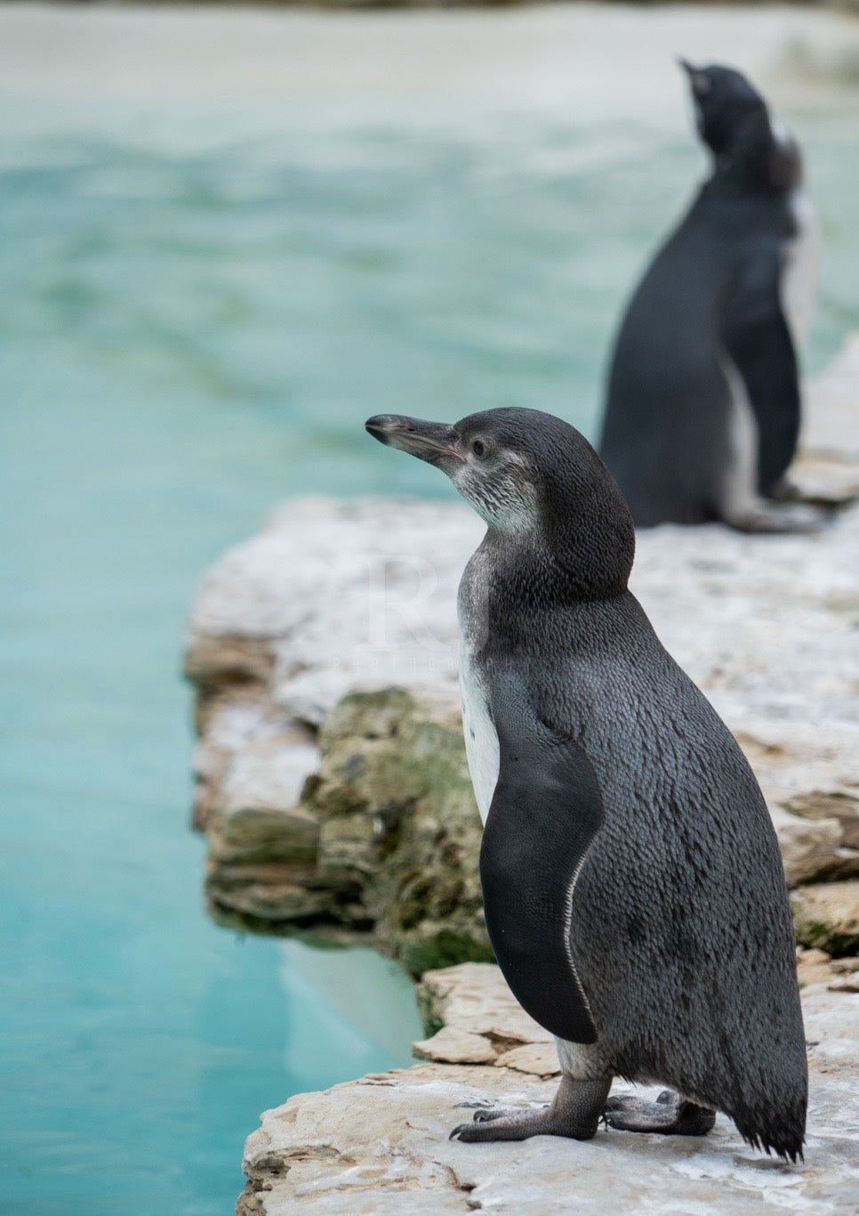 Oceanic Penguin Wildlife Print, Nature, Photography, Photographic Print