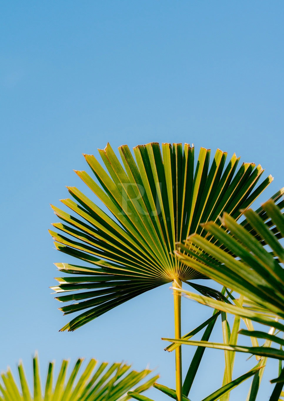 BUNDLE: X2 Palm Trees in Paris, France, Travel, Unframed Photography Print