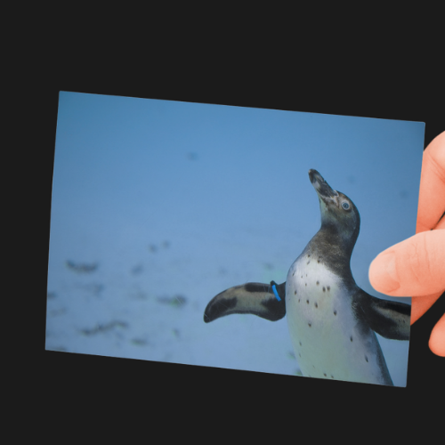 Penguin Photography Print. Animal, Wildlife Photography Unframed Print
