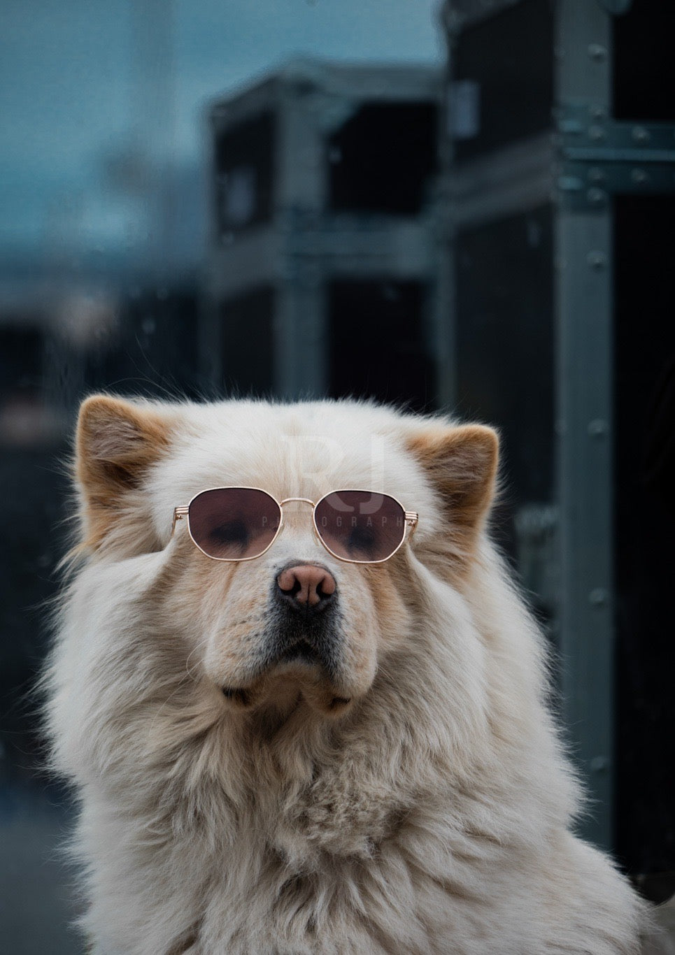 French Dog with Sunglasses, France, Travel, Unframed Photography Print