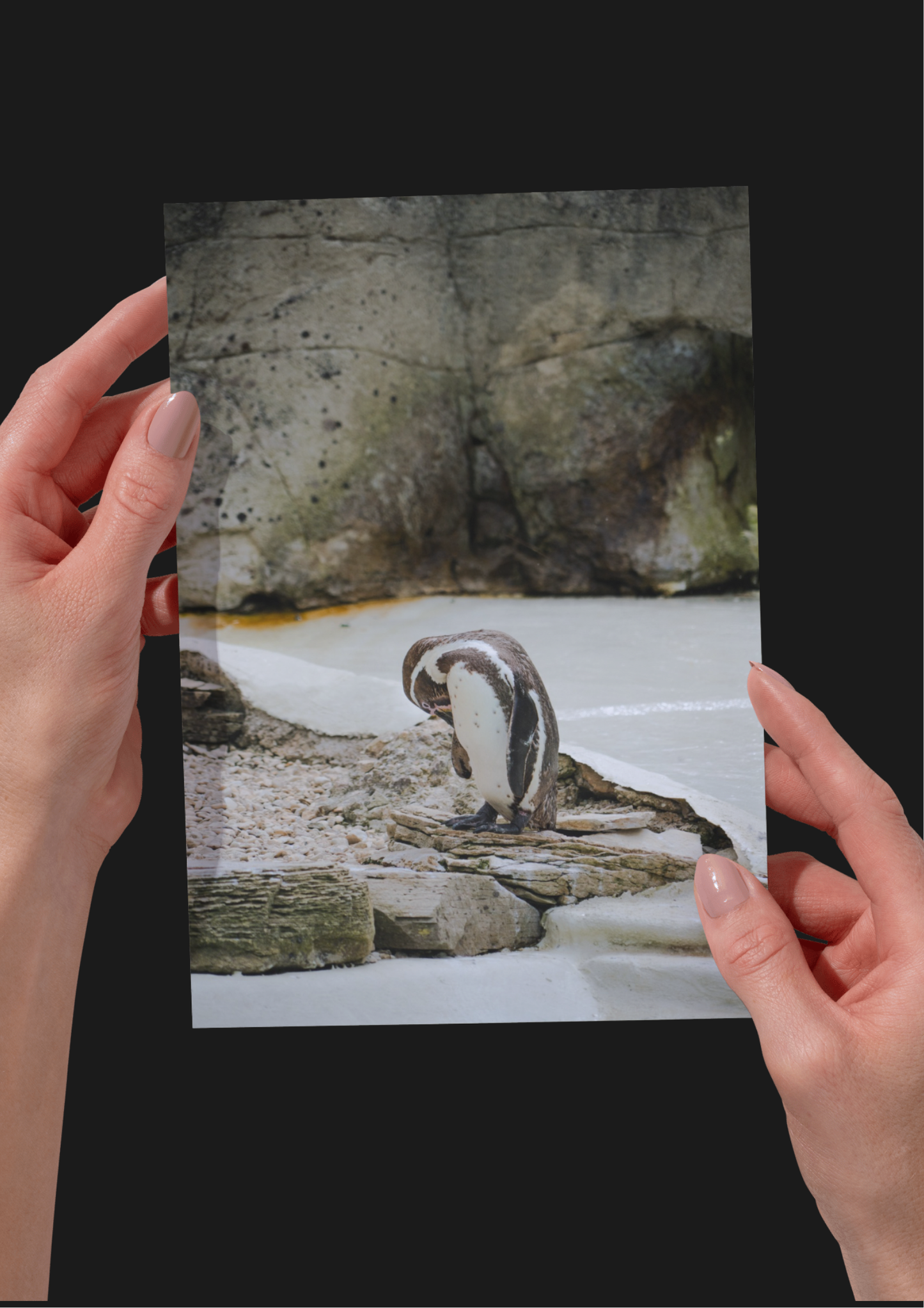 Penguin Wildlife Print, Nature, Photography, Photographic Print