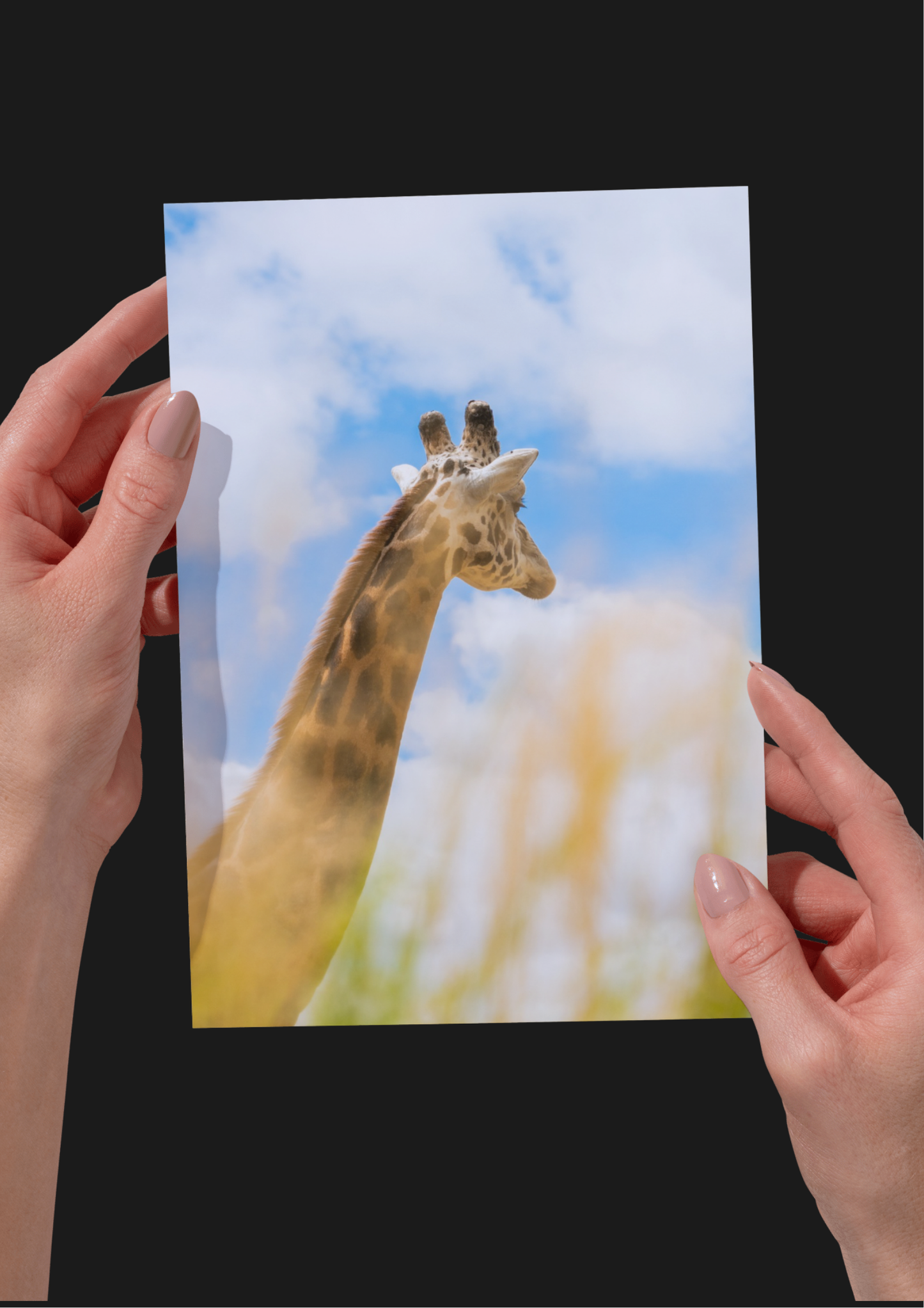 EXCLUSIVE BUNDLE X4 Giraffe Wildlife Print, Nature, Photography, Safari Photographic Print