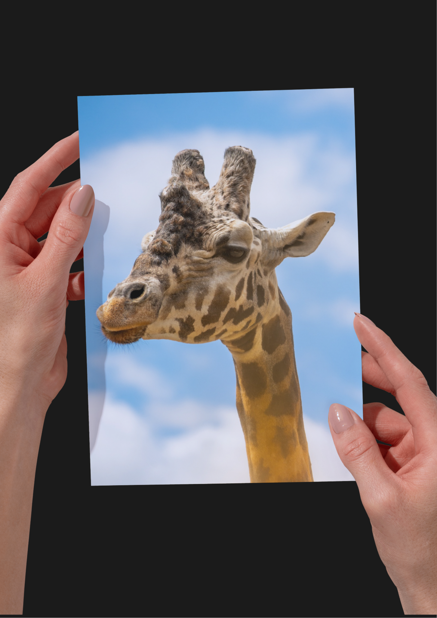 EXCLUSIVE BUNDLE X4 Giraffe Wildlife Print, Nature, Photography, Safari Photographic Print