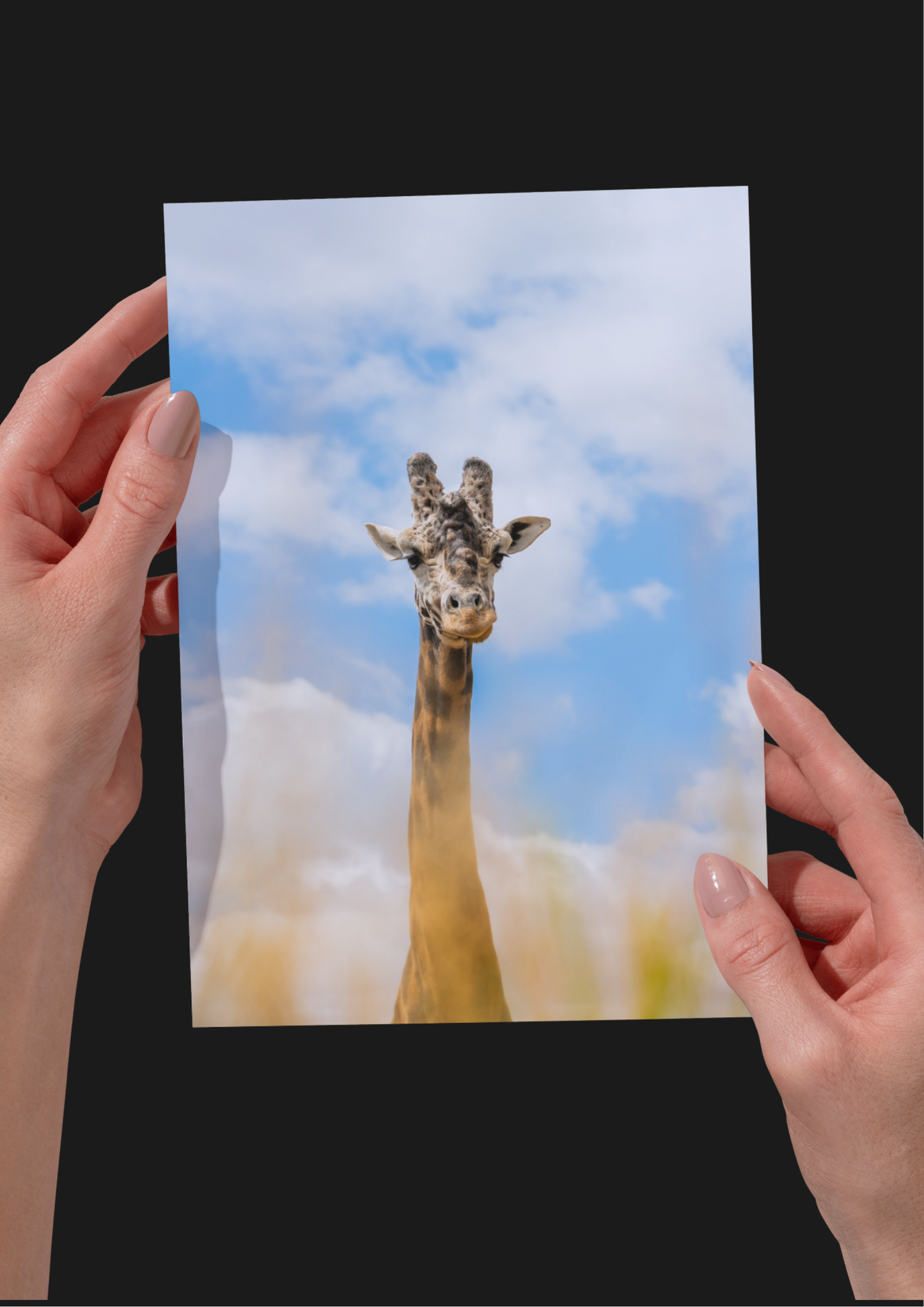 EXCLUSIVE BUNDLE X4 Giraffe Wildlife Print, Nature, Photography, Safari Photographic Print