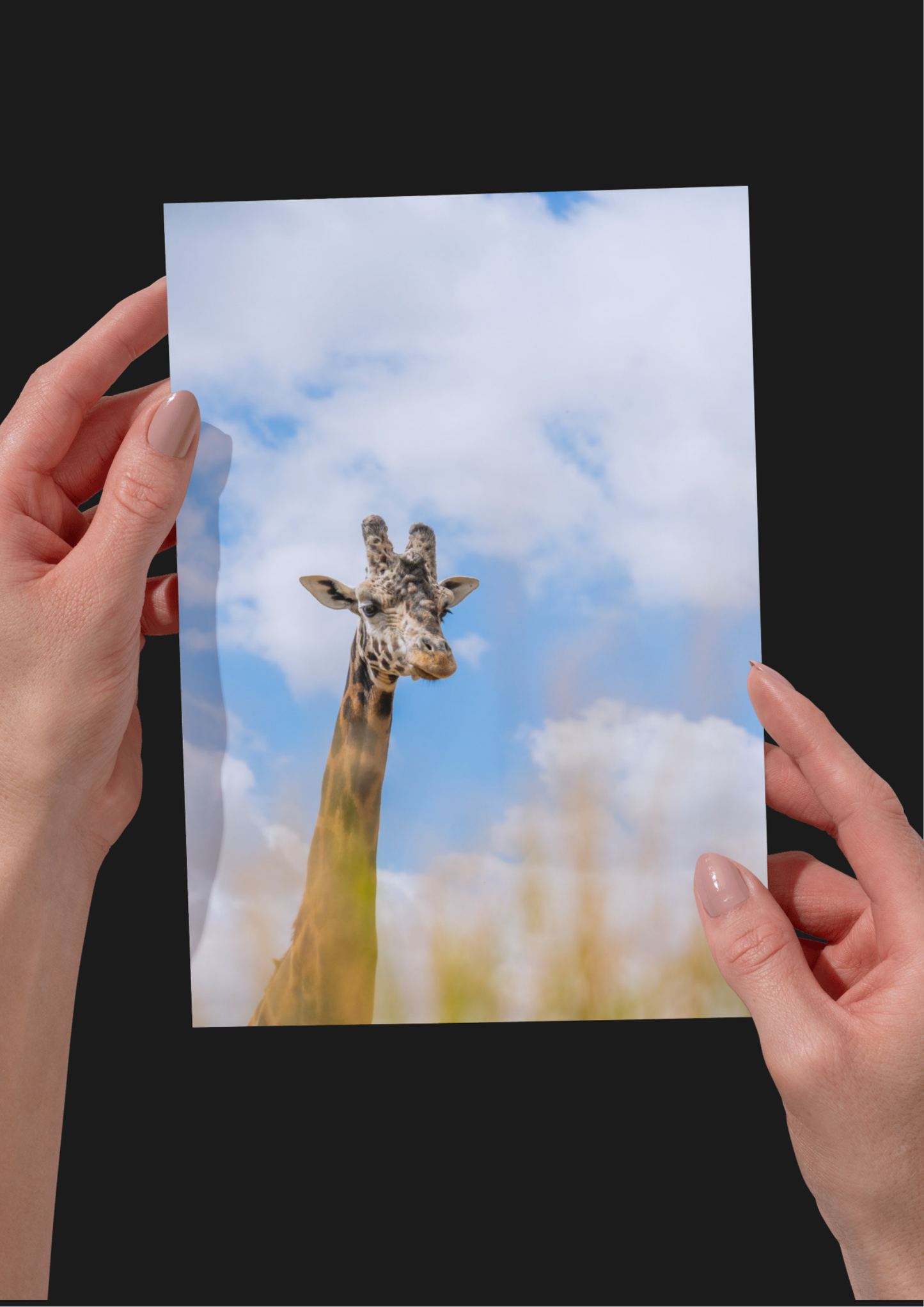 EXCLUSIVE BUNDLE X4 Giraffe Wildlife Print, Nature, Photography, Safari Photographic Print