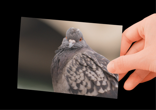 French Pigeon Landscape, France, Travel, Unframed Photography Print