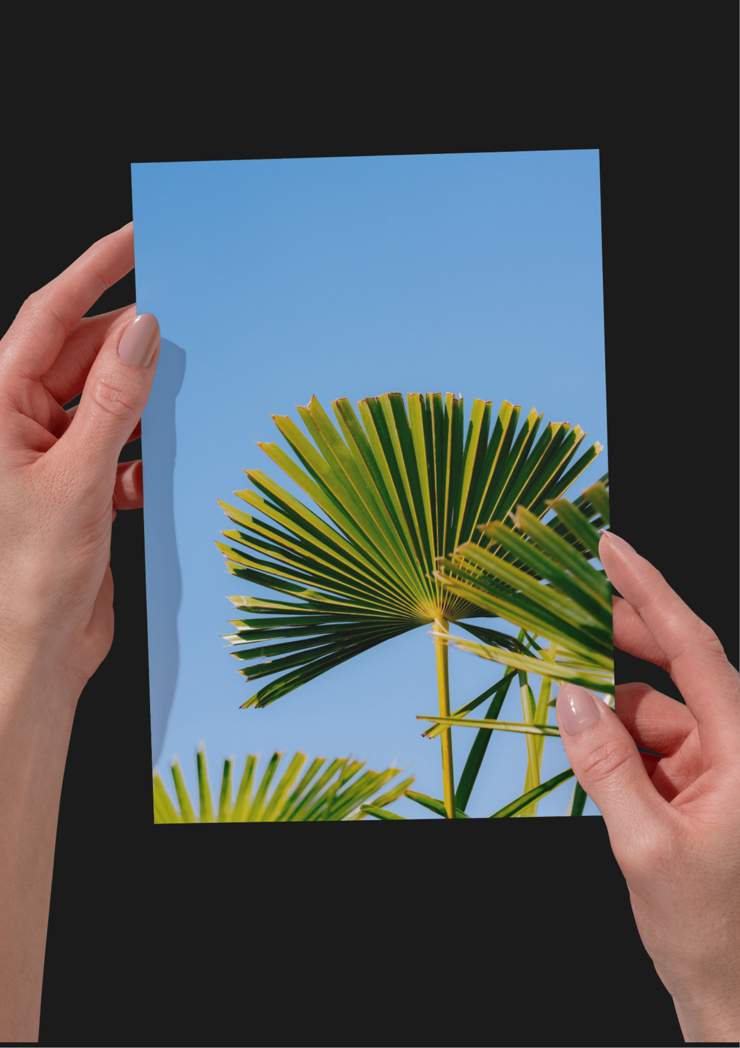 BUNDLE: X2 Palm Trees in Paris, France, Travel, Unframed Photography Print