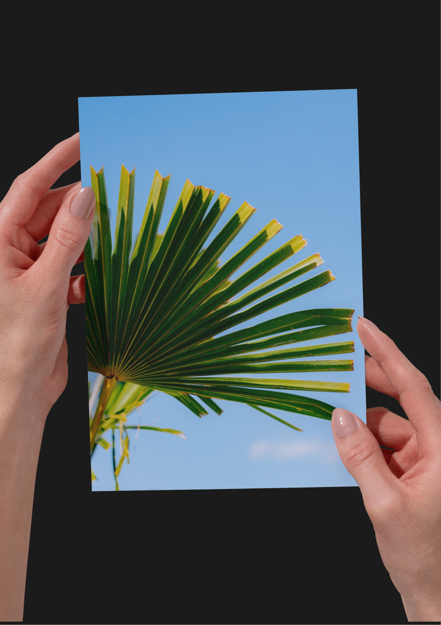 BUNDLE: X2 Palm Trees in Paris, France, Travel, Unframed Photography Print