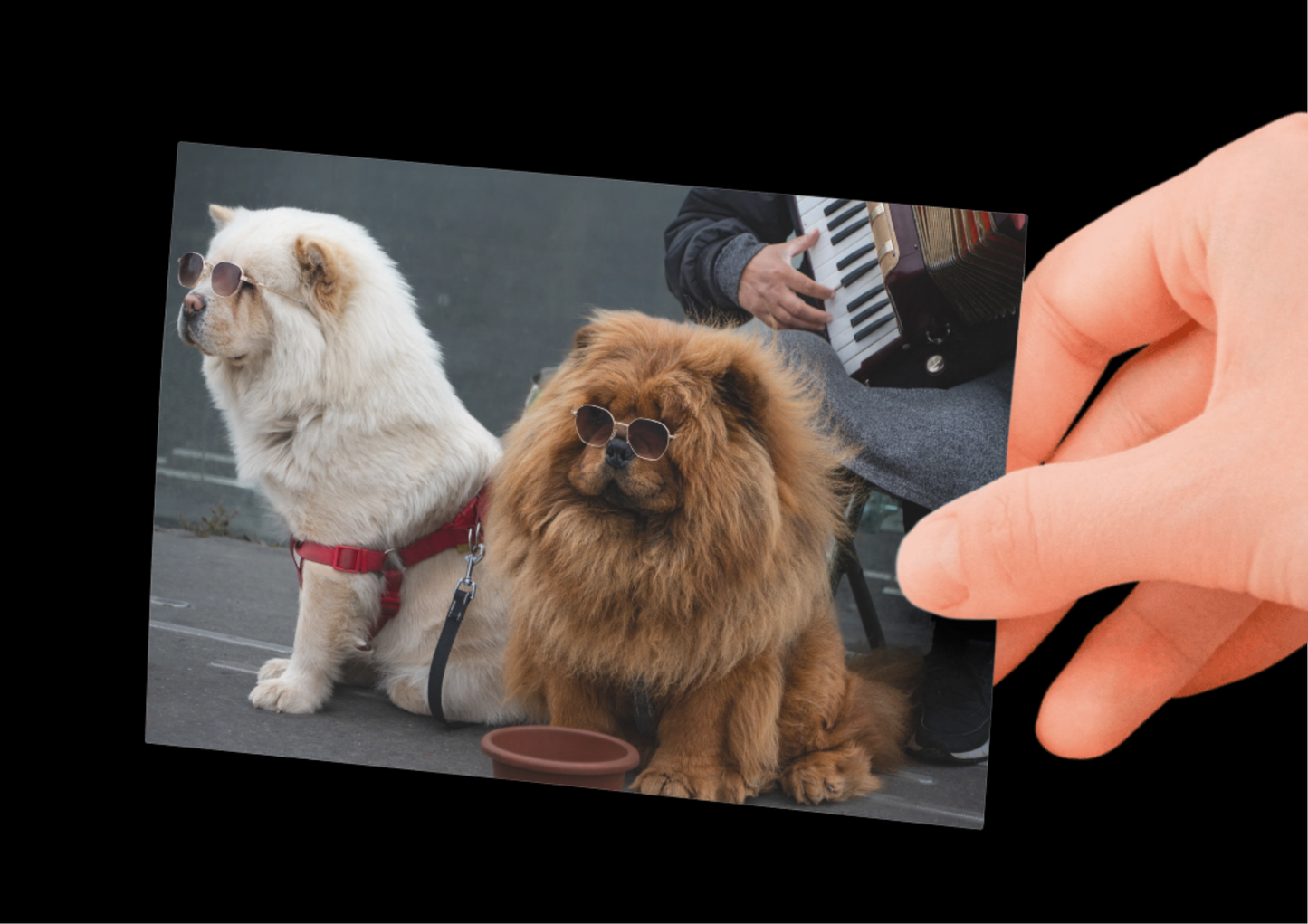 Paris Dogs, France, Travel, Unframed Photography Print