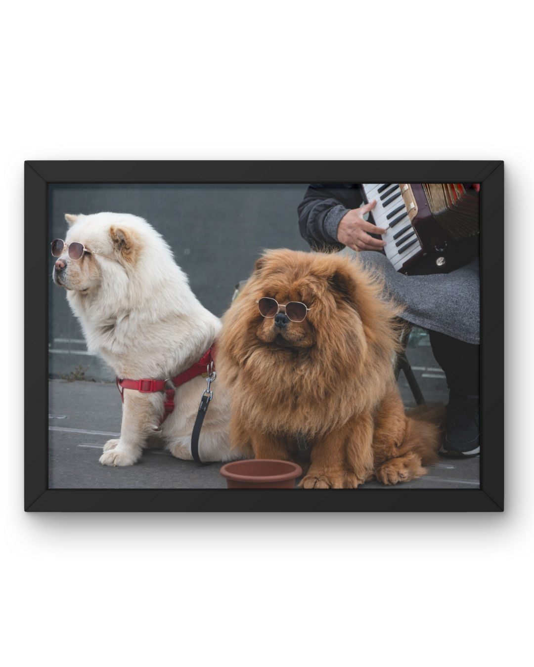 Paris Dogs, France, Travel, Unframed Photography Print