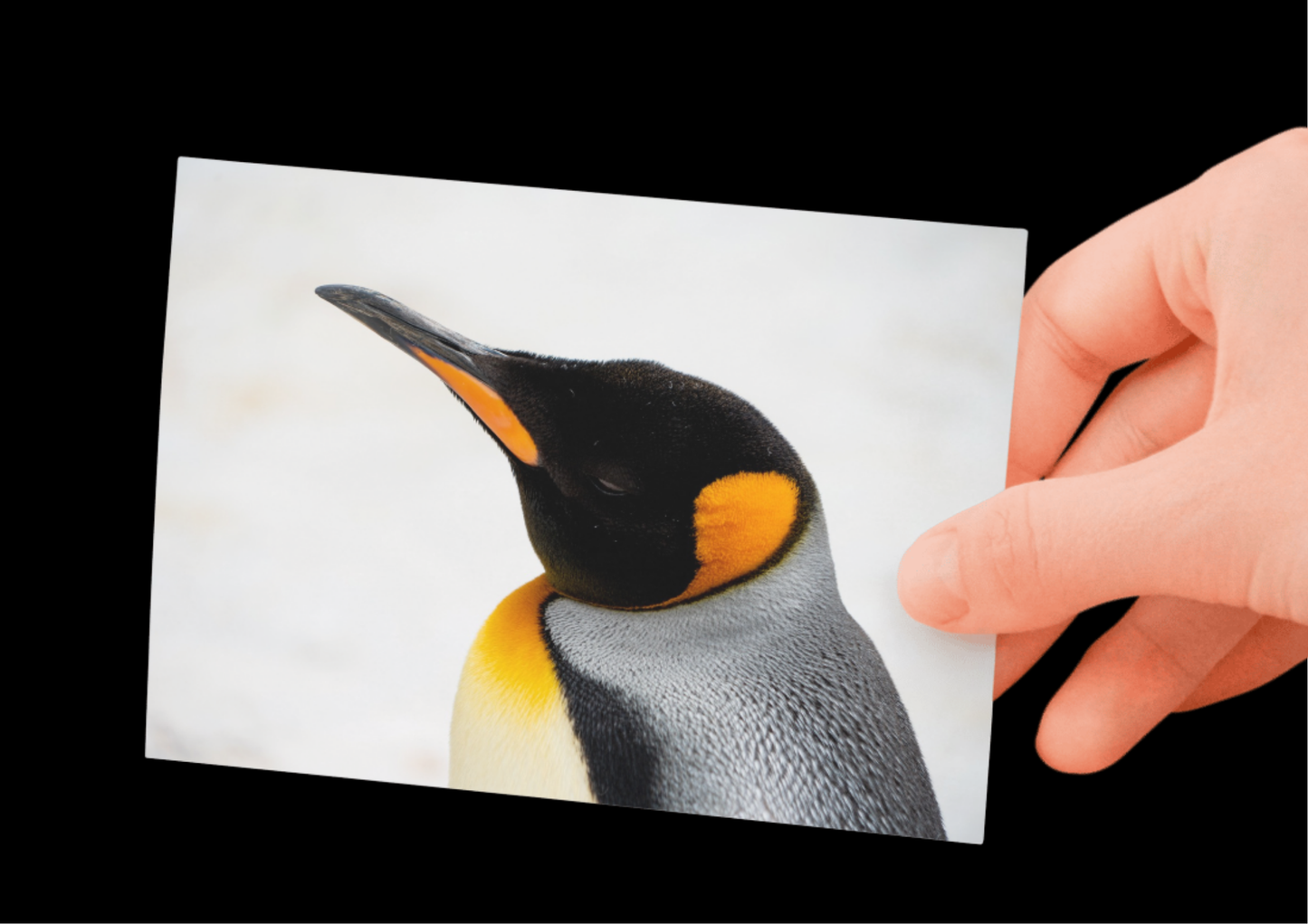 Landscape Penguin Wildlife Print, Nature, Photography, Photographic Print