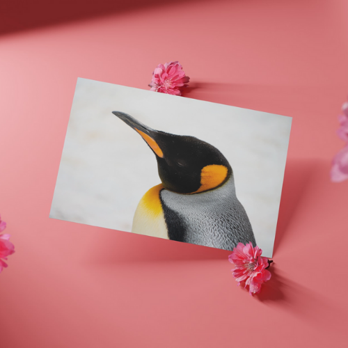 Landscape Penguin Wildlife Print, Nature, Photography, Photographic Print