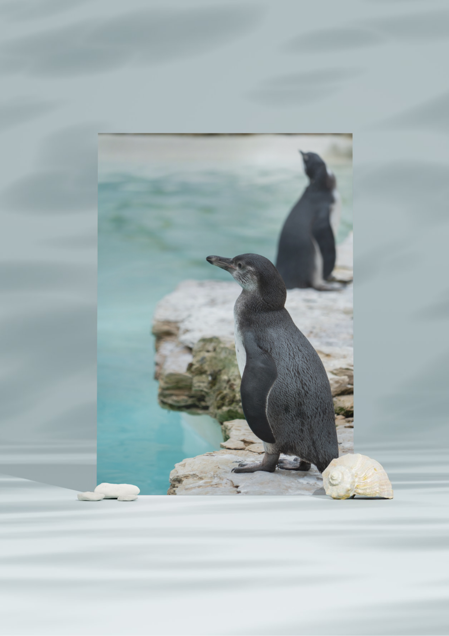 Oceanic Penguin Wildlife Print, Nature, Photography, Photographic Print