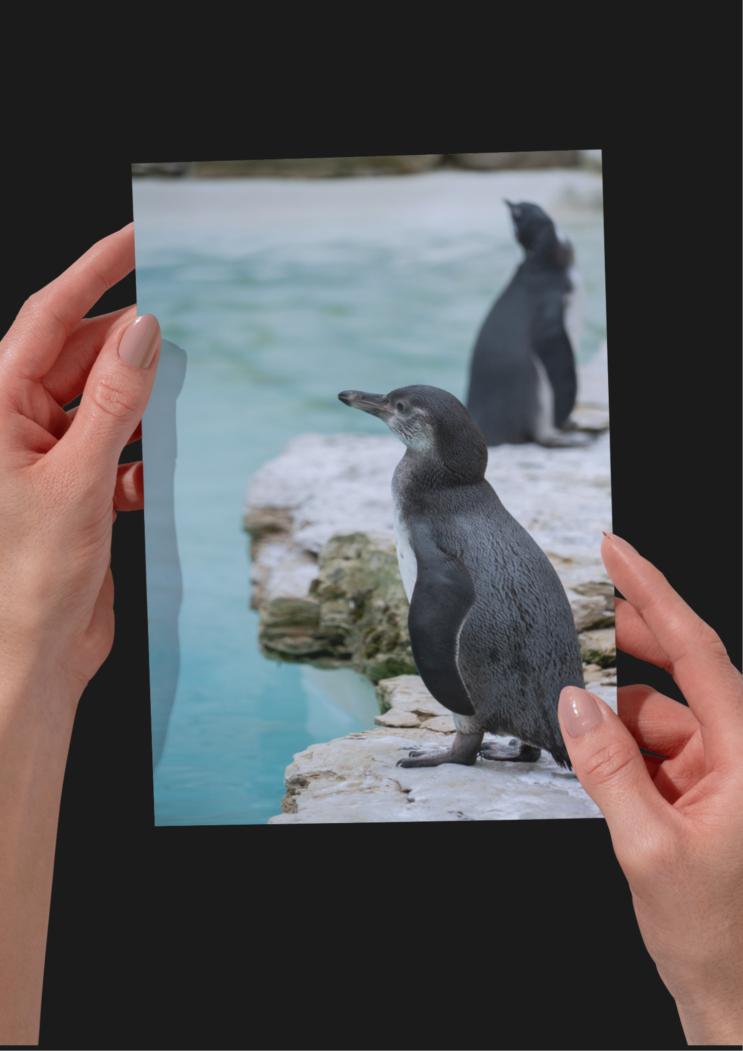 Oceanic Penguin Wildlife Print, Nature, Photography, Photographic Print