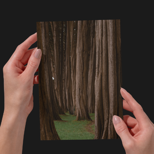 Woodland Print, Nature, Unframed Photography Print.