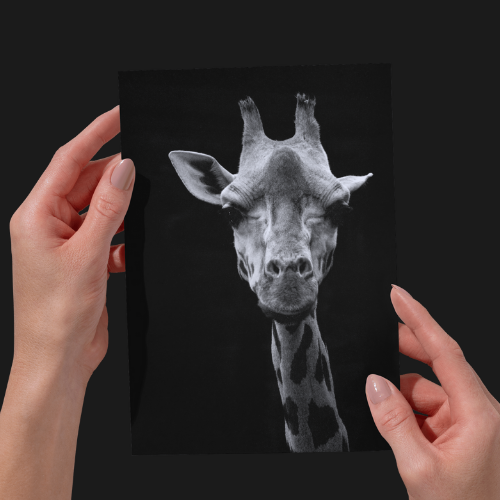 Giraffe Photography Print, Black and White, Animal Unframed Photography Print