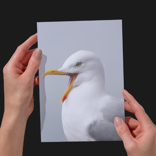 Seagull Print. Wildlife & Animal Unframed Photographic Print