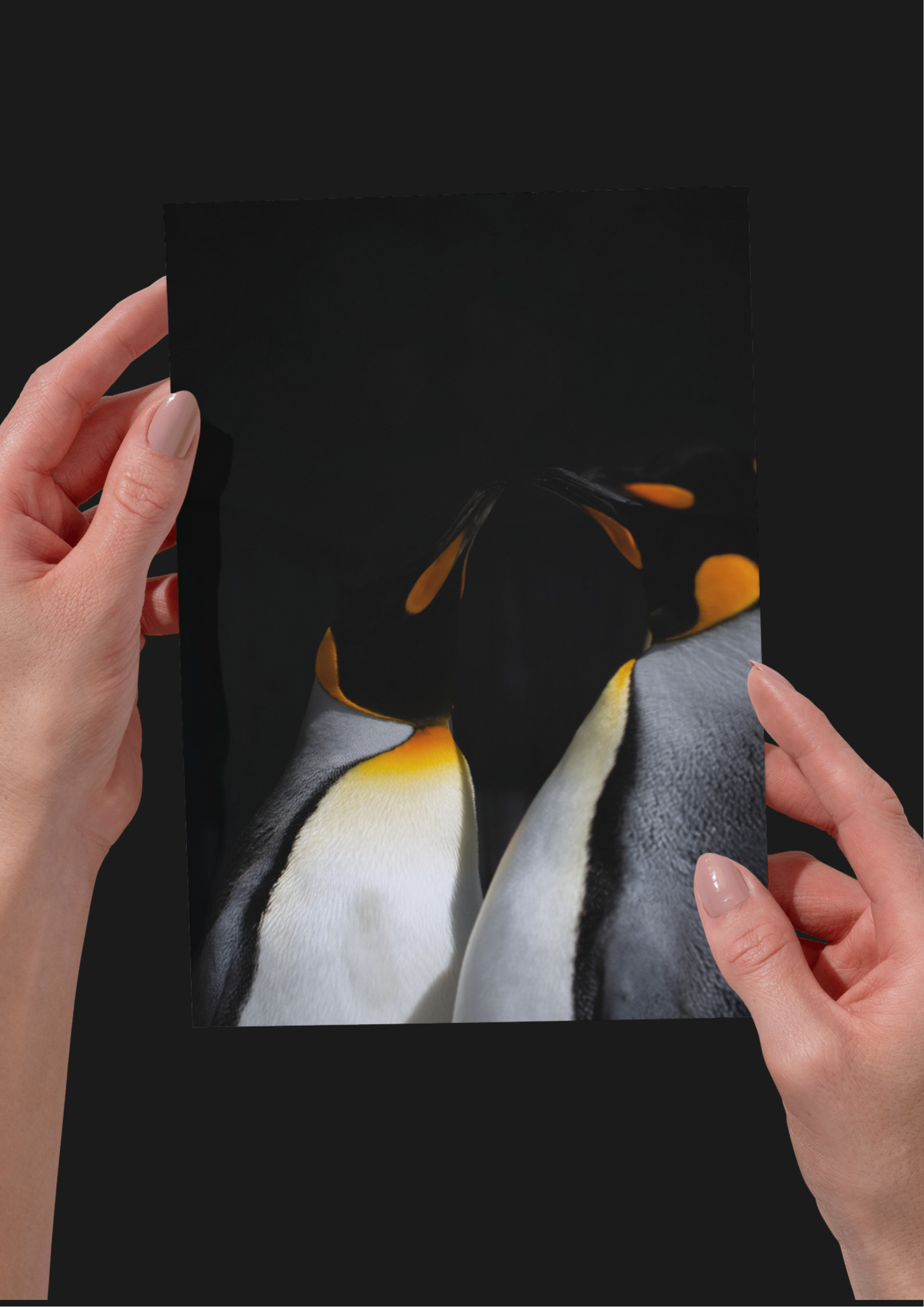 Penguin Wildlife Print, Nature, Photography, Photographic Print