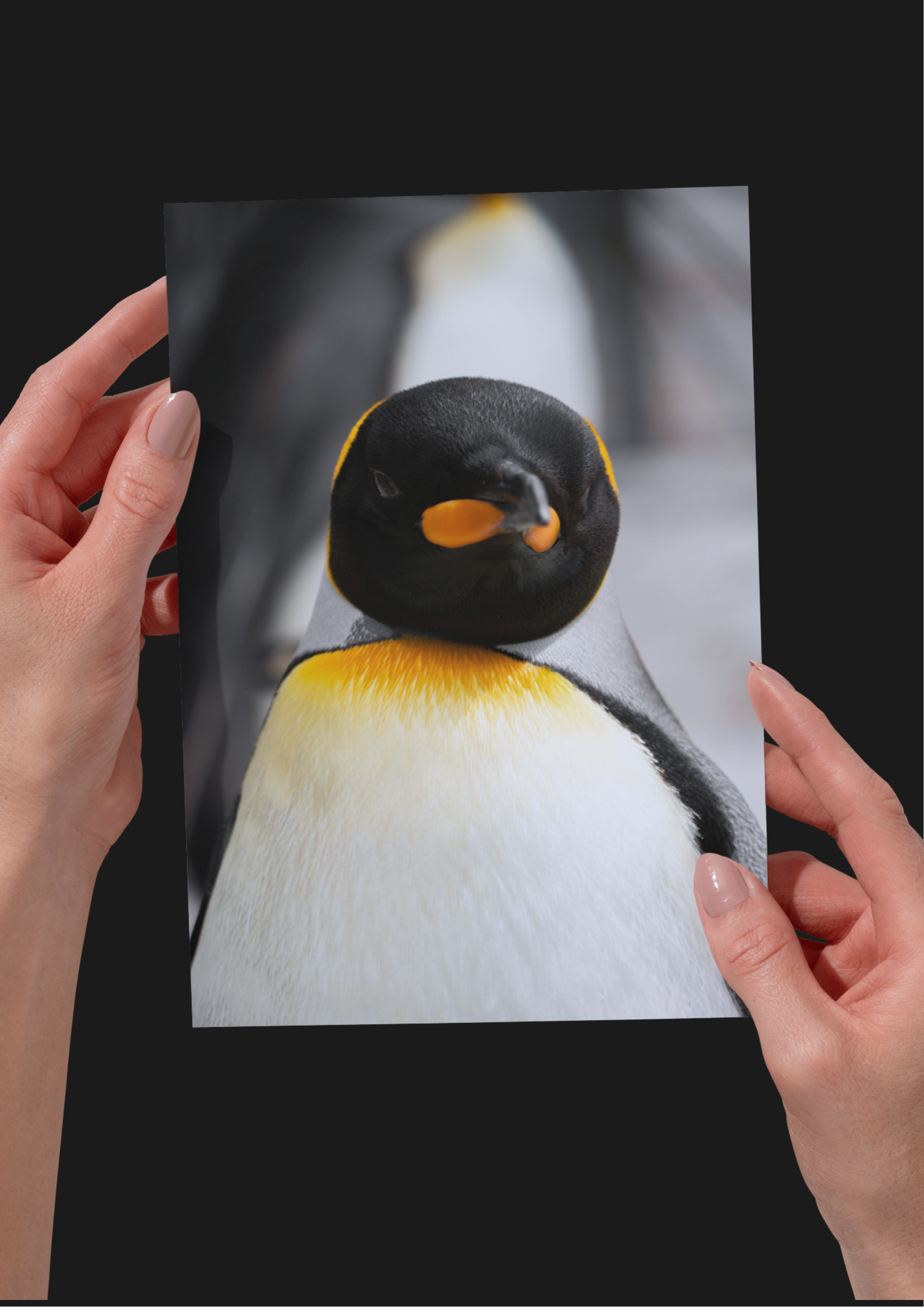 Penguin Wildlife Print, Nature, Photography, Photographic Print