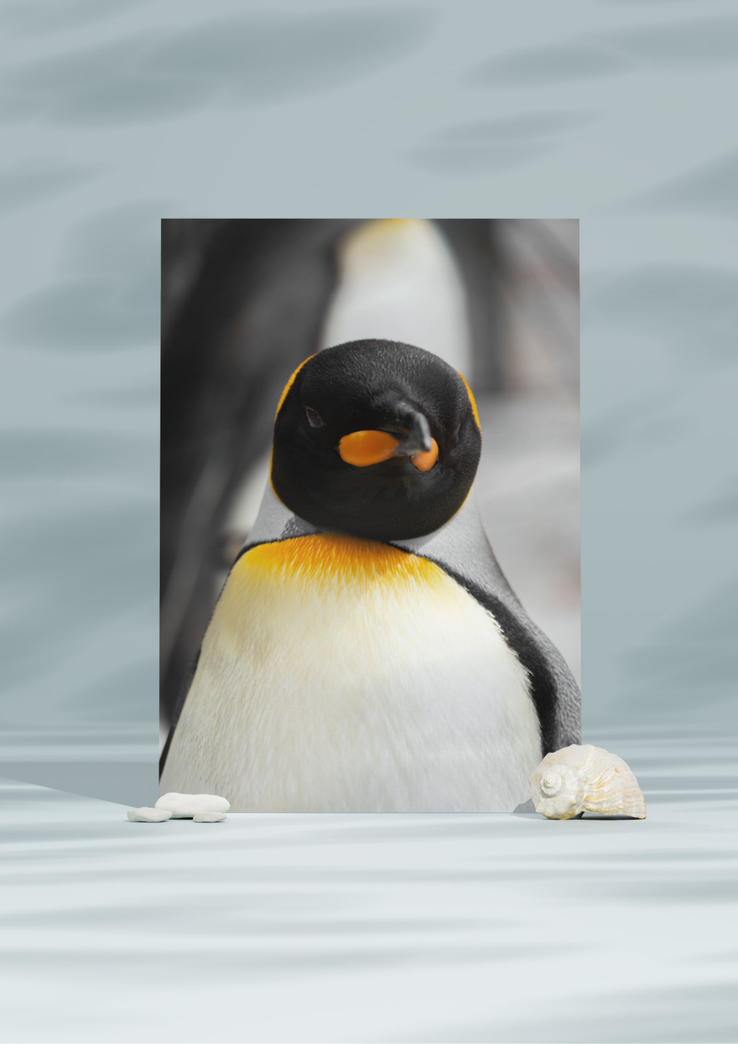 Penguin Wildlife Print, Nature, Photography, Photographic Print