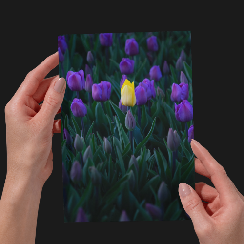 Yellow Tulip, Purple Flowers, Nature & Wildlife, Unframed Photography Print