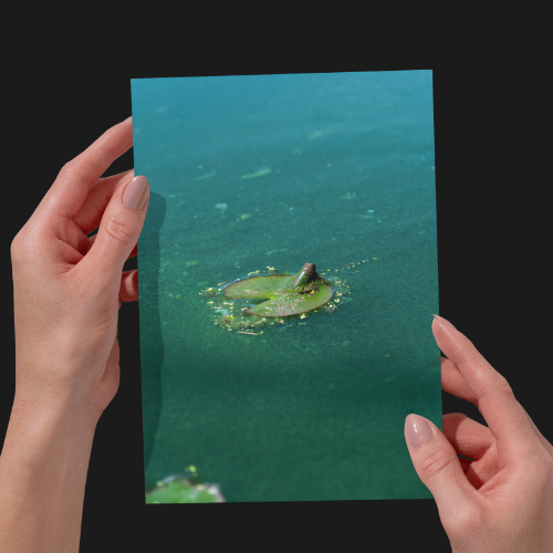 BUNDLE: 2 Lilypad Prints, Nature, Wildlife, Pond Water, Unframed Photography Print