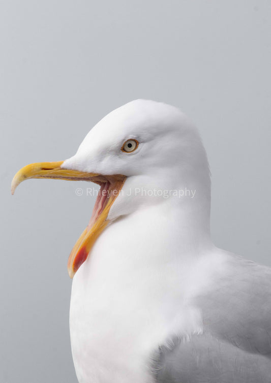 Seagull Print. Wildlife & Animal Unframed Photographic Print